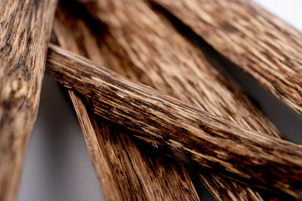 A Journey through the Enigmatic World of Oud with Afnan Perfumes - Afnan Perfumes Egypt - Egypt