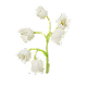 Muguet